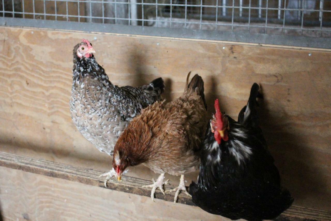 Ferienwohnung Am Bauernhof Zechner Heidi Flattach Kültér fotó